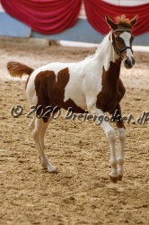 Kat  Nr 78   Jessie  s Faustix   Sportstype Hest