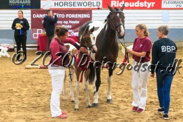 Kat  Nr 79   Snuh  js Zandini   Sportstype Hest