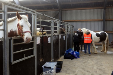 Tinkerk  ring April 19 006