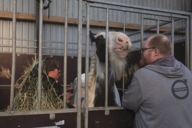 Tinkerk  ring April 19 007