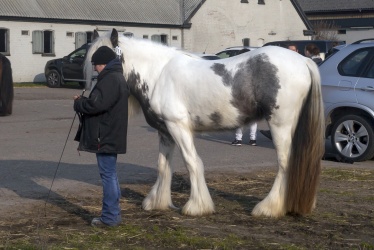 Tinkerk  ring April 19 012