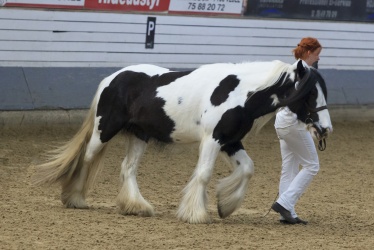 Tinkerk  ring April 19 020