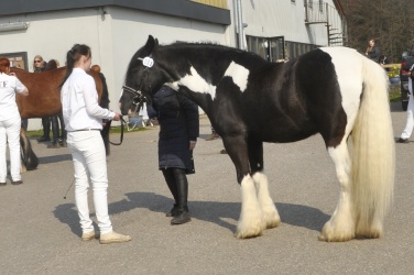 Tinkerk  ring April 19 022