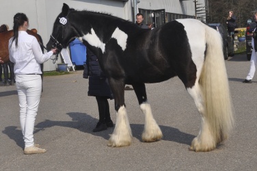 Tinkerk  ring April 19 023