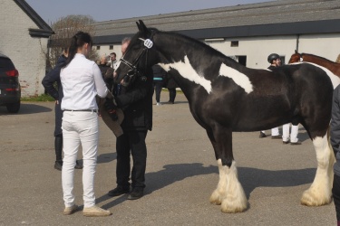 Tinkerk  ring April 19 024