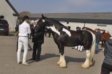 Tinkerk  ring April 19 025
