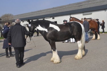 Tinkerk  ring April 19 026
