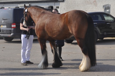 Tinkerk  ring April 19 027