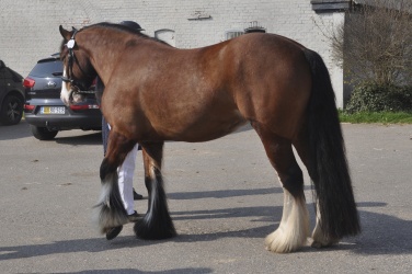 Tinkerk  ring April 19 028