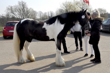Tinkerk  ring April 19 030