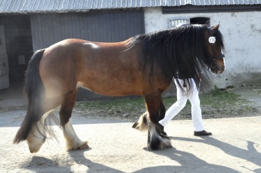 Tinkerk  ring April 19 033