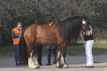 Tinkerk  ring April 19 036