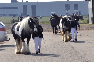 Tinkerk  ring April 19 044
