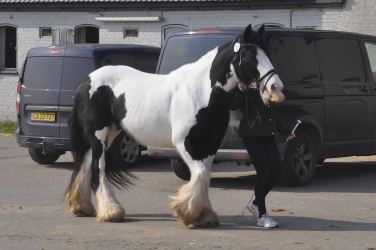 Tinkerk  ring April 19 047