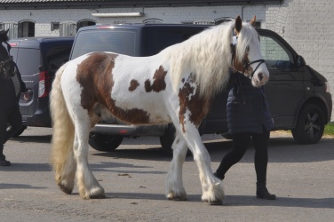 Tinkerk  ring April 19 051