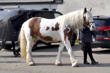 Tinkerk  ring April 19 052