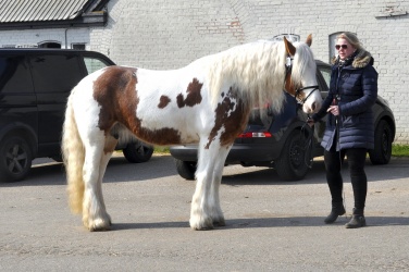Tinkerk  ring April 19 053