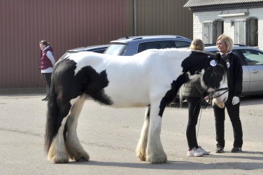 Tinkerk  ring April 19 054