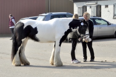 Tinkerk  ring April 19 055