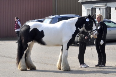 Tinkerk  ring April 19 056