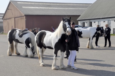 Tinkerk  ring April 19 057