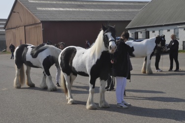 Tinkerk  ring April 19 058