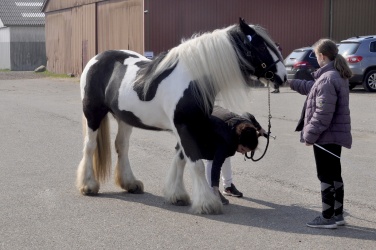 Tinkerk  ring April 19 059