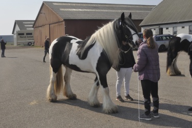 Tinkerk  ring April 19 061