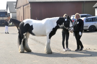 Tinkerk  ring April 19 063