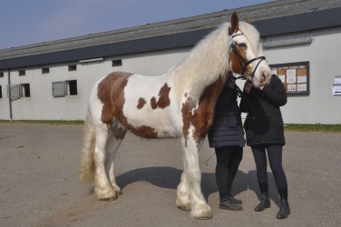 Tinkerk  ring April 19 064
