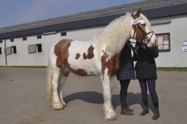 Tinkerk  ring April 19 065