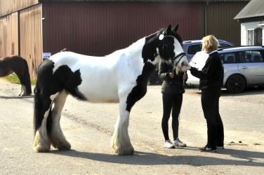 Tinkerk  ring April 19 066