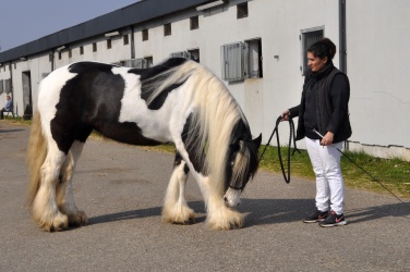 Tinkerk  ring April 19 067