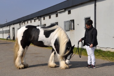 Tinkerk  ring April 19 068