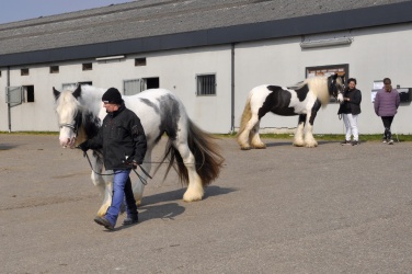 Tinkerk  ring April 19 069
