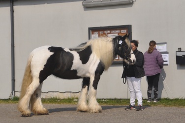 Tinkerk  ring April 19 070