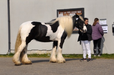 Tinkerk  ring April 19 071