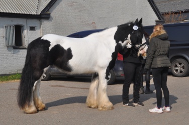 Tinkerk  ring April 19 075