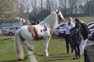 Tinkerk  ring April 19 078
