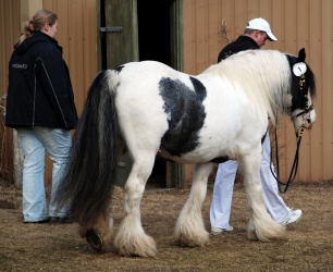 DSC 8300
