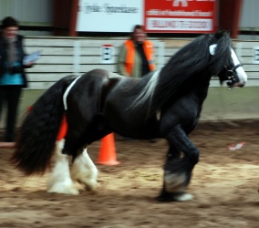 DSC 8341