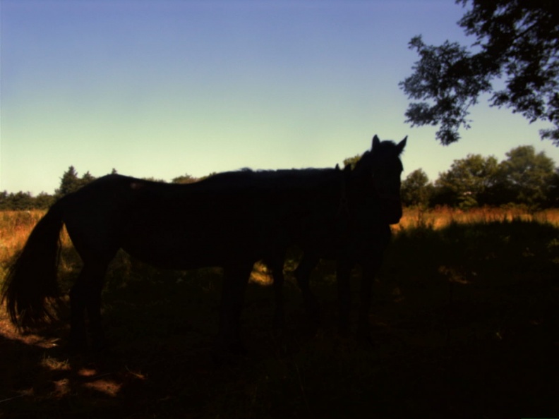 Juli2006__80_.JPG