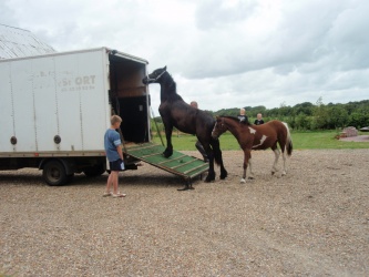 solist skal hjem  10 