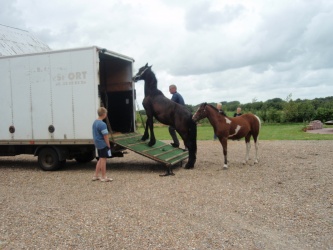 solist skal hjem  11 