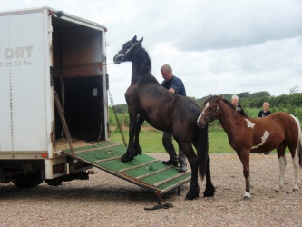 solist skal hjem  13 