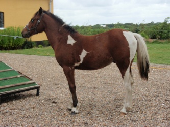 solist skal hjem  16 