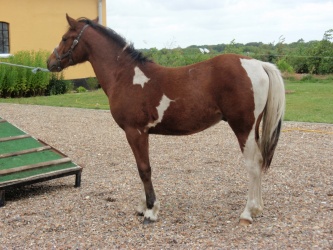 solist skal hjem  17 