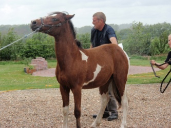 solist skal hjem  25 