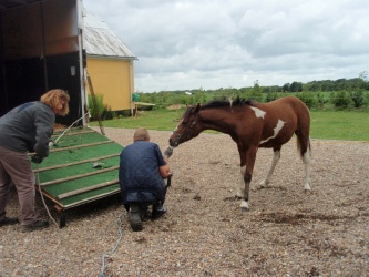 solist skal hjem  26 