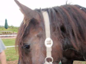 Store strigledag  10 